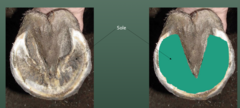 <p>know the sole</p>