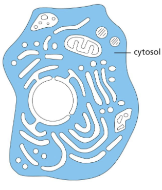 <p>cytosol</p>