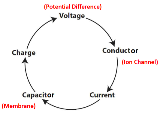 <p>ion channels inject currents, which membrane capacitance integrates, producing the membrane potential. membrane capacitance accumulates charge, producing membrane potential. ion channels work as mini-batteries, working together via the membrane integration cycle.</p>