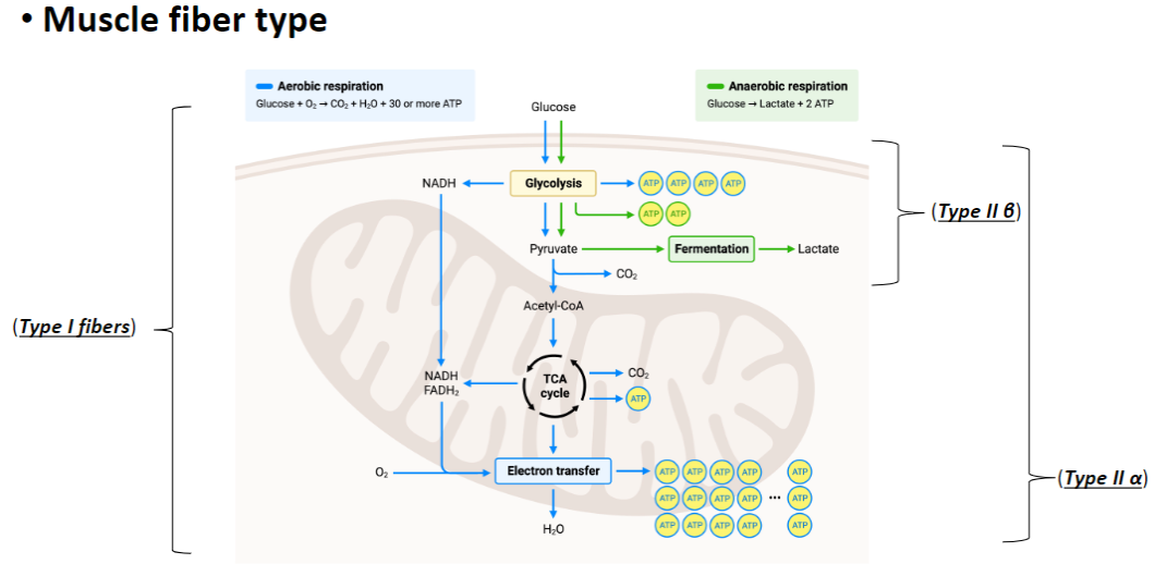 <p><strong>Type I Fibers – Slow Twitch, Oxidative</strong><br> Use <strong>aerobic respiration</strong><br> Glucose + O₂ → CO₂ + H₂O + ~30 ATP<br> Pathway: <strong>Glycolysis → Pyruvate → Acetyl-CoA → TCA cycle → Electron Transport Chain</strong><br> High <strong>ATP yield</strong>, <strong>fatigue-resistant</strong></p><p><strong>Type IIa Fibers – Fast Oxidative-Glycolytic</strong><br> Use <strong>both aerobic and anaerobic metabolism</strong><br> Intermediate <strong>ATP yield</strong><br> Can sustain moderate <strong>force and activity</strong></p><p><strong>Type IIb Fibers – Fast Glycolytic</strong><br> Use <strong>anaerobic respiration</strong><br> Glucose → Lactate + 2 ATP<br> Pathway: <strong>Glycolysis → Fermentation to Lactate</strong><br> Rapid energy production, <strong>fatigues quickly</strong></p><p><strong>Key Point</strong><br> <strong>Fiber type determines energy pathway</strong>:<br>  Type I → aerobic (needs O<sub>2</sub>), oxidation of glucose<br>  Type IIa → mixed metabolism, aerobic oxidation of glucose / anaerobic fermentation<br>  Type IIb → anaerobic fermentation to lactate</p>