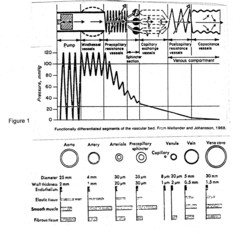 <p>Occurs across the arterioles.</p>
