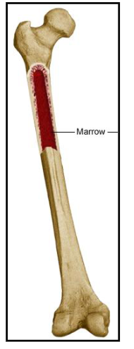 <p>- Haemopoiesis: the process of blood cell production in the bone marrow (BM)</p><p>- Pluripotent haemopoietic stem cells (HSCs) are the most primitive cell in the BM</p><p>- HSCs differentiate to form all blood cells</p><p>- Haemopoiesis of HSC is influenced by cell hormones (cytokines)</p>