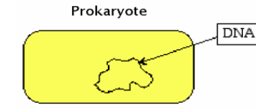<p>2 important characteristics of prokaryote</p>
