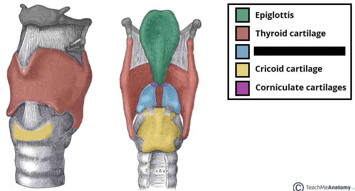 <p>a pair of small, pyramid-shaped structures located in the larynx (voice box). They sit atop the cricoid cartilage and serve as the primary attachment points for the vocal cords.</p>
