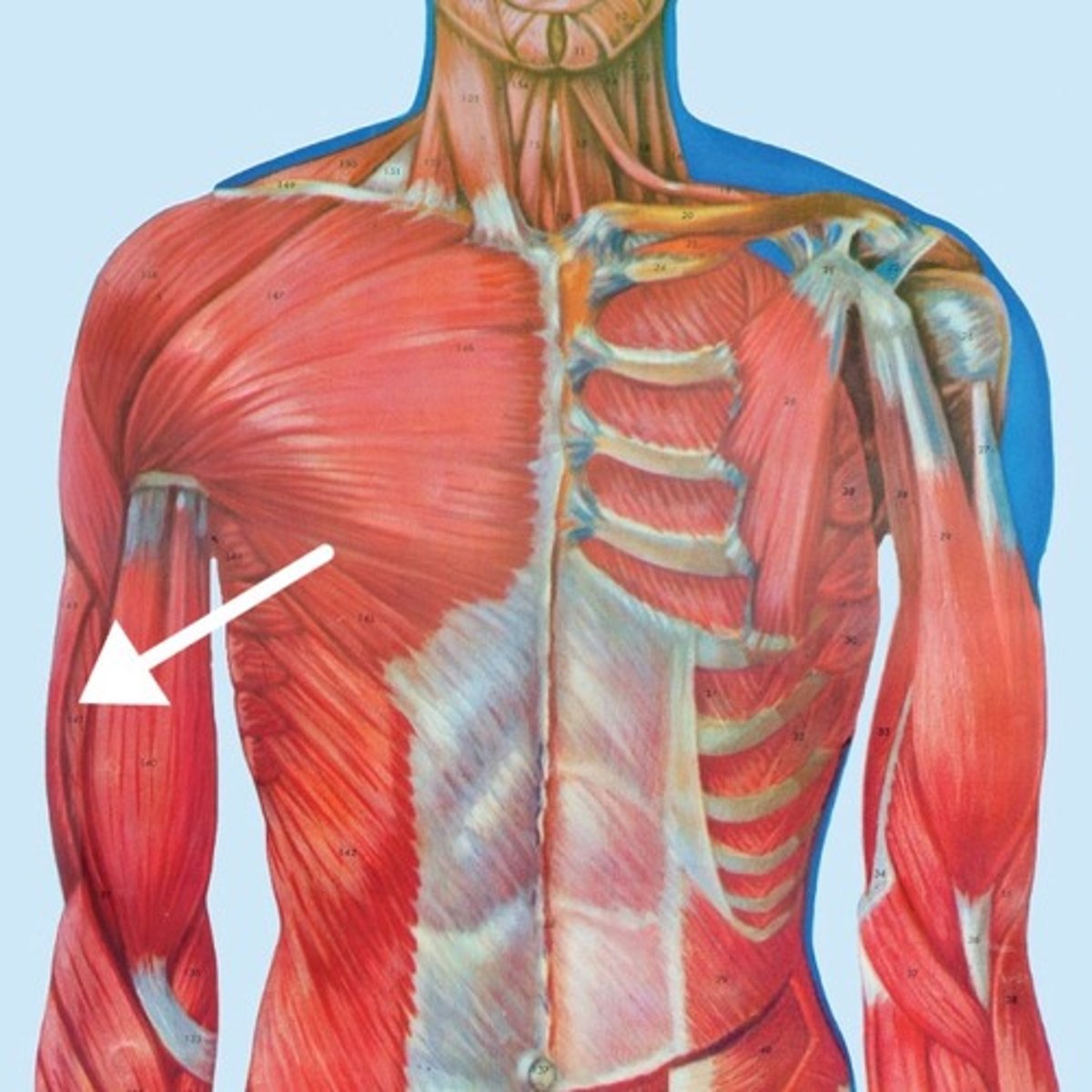 <p>What is this muscle?</p>