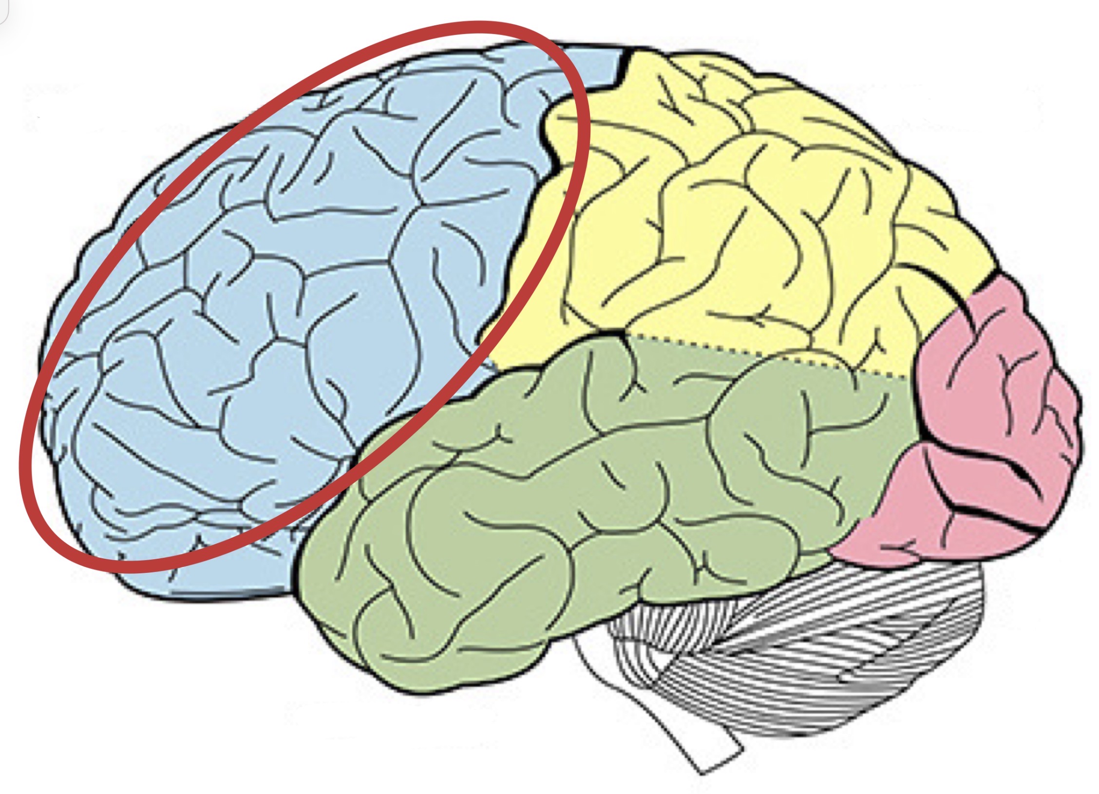 <p><strong>Name the following part of the brain</strong></p>