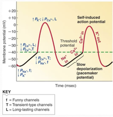 <p>- Na⁺ enters through funny channels, depolarising the pacemaker cell.</p><p>- T-type calcium channels open, allowing Ca²⁺ to enter and continue depolarisation.</p><p>- This continues until threshold is reached, causing an action potential.</p><p>- L-type calcium channels open, causing rapid Ca²⁺ influx and full depolarisation.</p><p>- L-type Ca²⁺ channels close at the peak of depolarisation.</p><p>- Potassium channels then open, allowing K⁺ to exit, leading to repolarisation.</p>