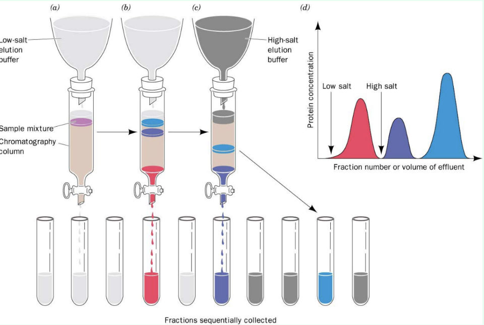 <ul><li><p><strong>Lower-affinity proteins elute faster</strong></p></li><li><p>High salt competes off stronger binders</p></li></ul><p></p>