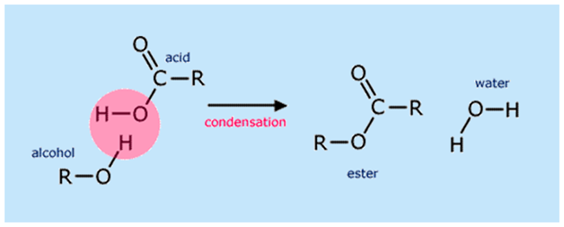 <p>A chemical bond, represented as $$-COO-$$, formed when the carboxyl group of an acid reacts with the hydroxyl group of an alcohol.</p>