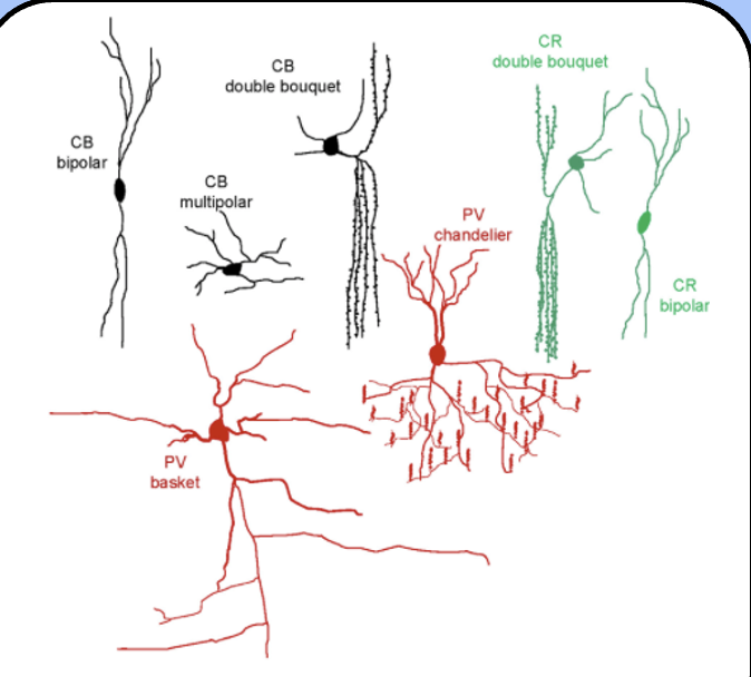 <ul><li><p><span>there is a tremendous variety of neurons in the brain—even a specific region such as the neocortex has many types of GABAergic interneurons.</span></p></li></ul><p></p>