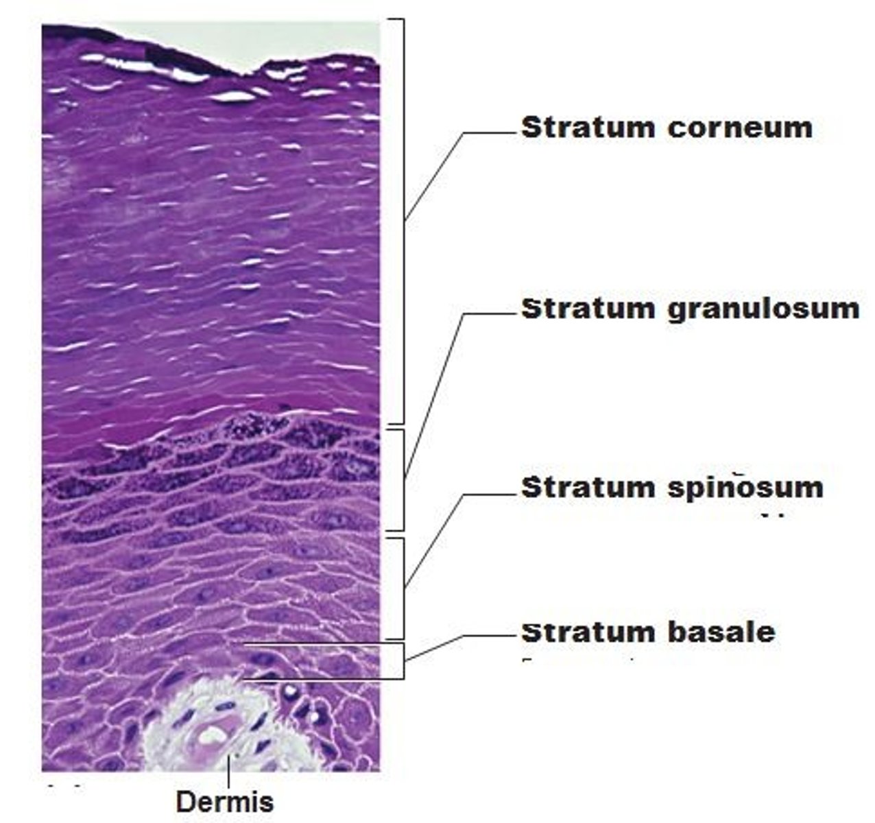 <p>Outer epithelial layer of skin</p>