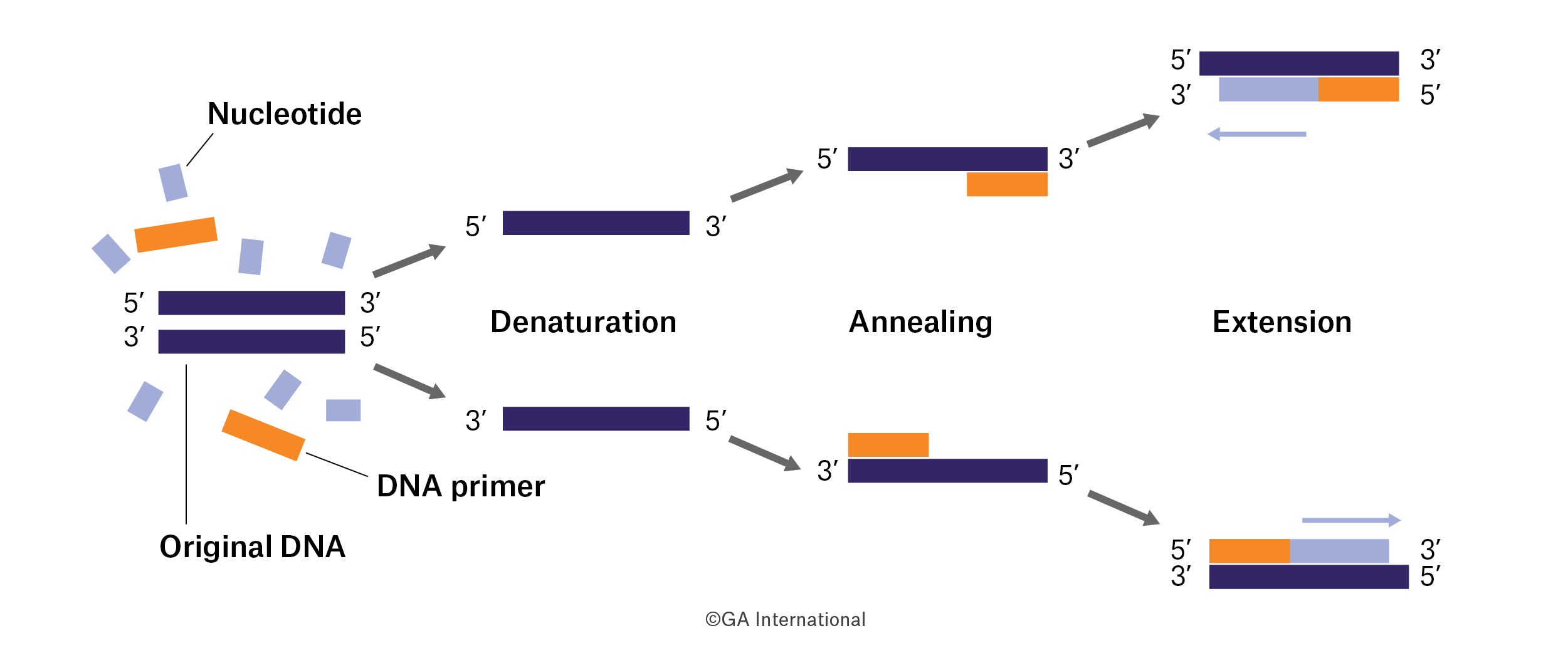 <p>PCR (Polymerase Chain Reaction)</p>