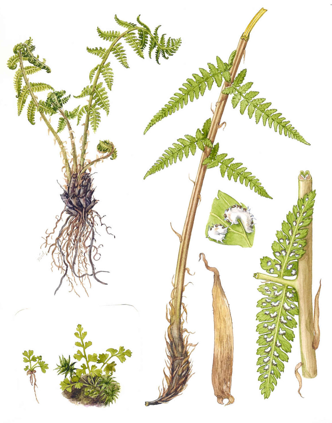 <p>Frauenfarn</p>