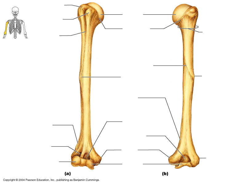 <p>be abel to label the trochlea, capitellum, medial epicondyle, and lateral epicondyle, coronoid fossa, radial fossa, olecranon fossa of the humerus of the humerus</p>