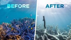 <p>Dying coral in part due to warmer water and less available algae</p>