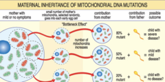 <p>- This is explained by heteroplasmy.</p><p>- Individuals with higher percentage of deleterious mtDNA will have more severe phenotype.</p><p>• Can vary greatly within the same family</p><p>• Depends on the % of mitochondria with the mutation passed on by the parent</p>