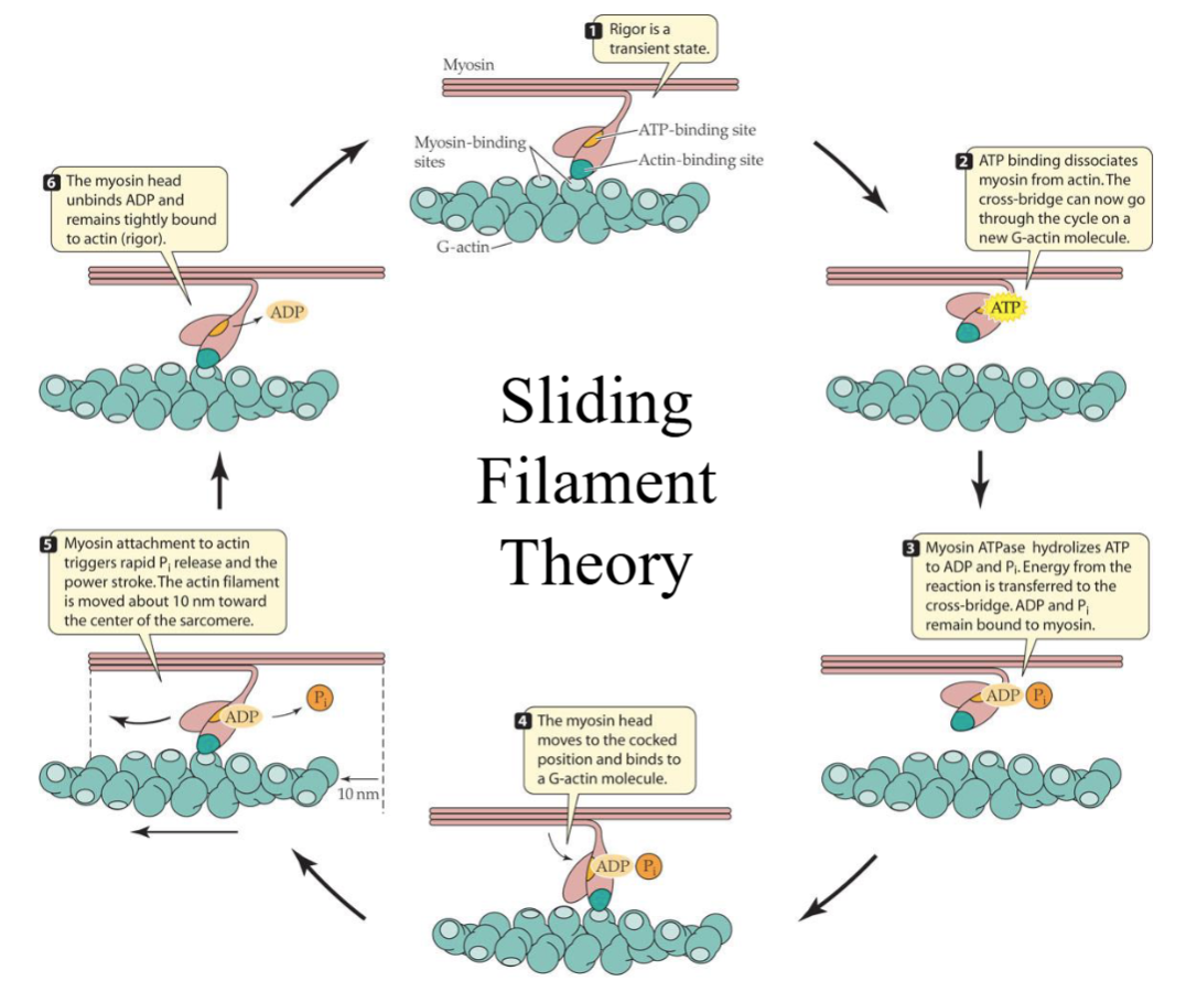 <p>What is the sliding filament theory?</p>