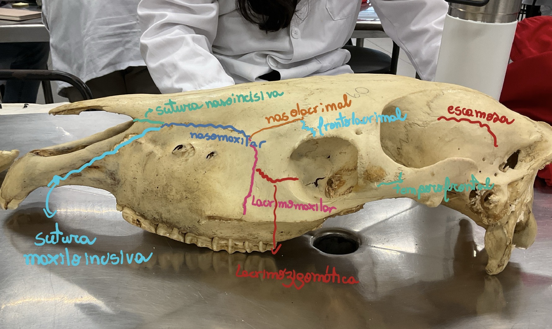 knowt flashcard image