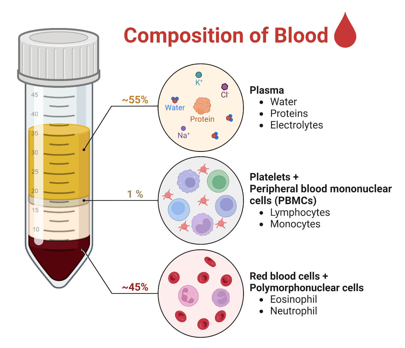 <p>Plasma</p><p>– Water– Proteins– Solutes</p><p>• Formed Elements– Red Cells – White cells– Platelets</p><p>fluid connective tissue</p><p><span style="font-family: Arial, sans-serif;">functions: transportation, regulation, and protection</span></p>