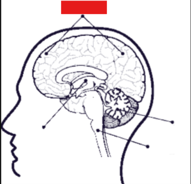 <p>largest, subdivided into left and right hemispheres</p><p>seperate hemispheres through longitudinal tissue </p>