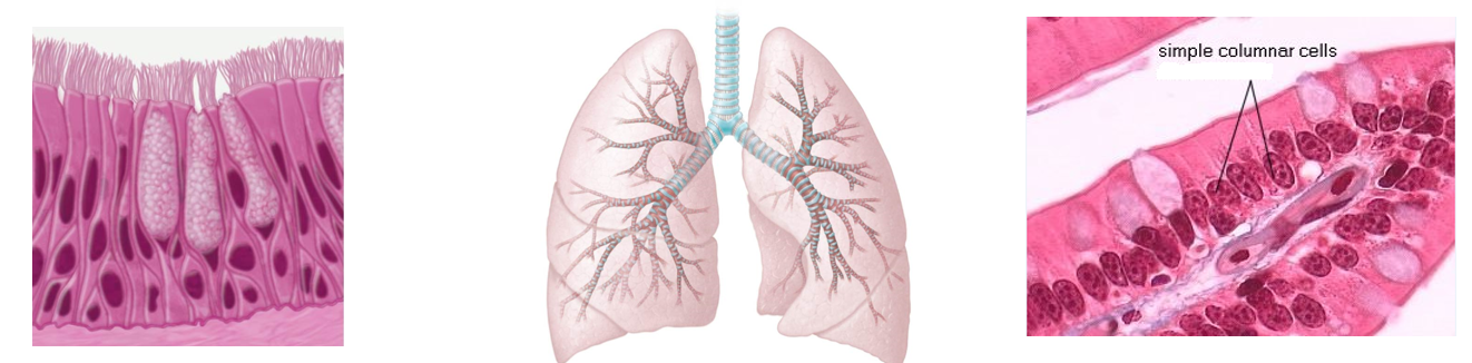 <p>As airways divide and get smaller, histology changes significantly</p><ul><li><p>Cartilage</p><ul><li><p>C-shaped → complete rings → progressively fewer irregular plates</p></li></ul></li><li><p>Epithelium</p><ul><li><p>Gradually changes from <strong>pseudostratified → simple columnar cells</strong></p></li></ul></li><li><p>Smooth Muscle</p><ul><li><p>Amount increases as bronchi get smaller</p><ul><li><p>Allows control of airflow</p></li></ul></li></ul></li></ul><p></p>