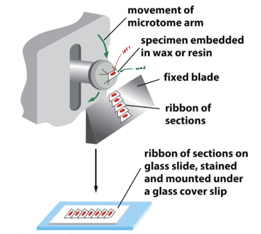 <ul><li><p>immobilize cells/tissue in wax or plastic → section w a microtome</p></li></ul><p>ex. human intestine biopsy</p><p></p>