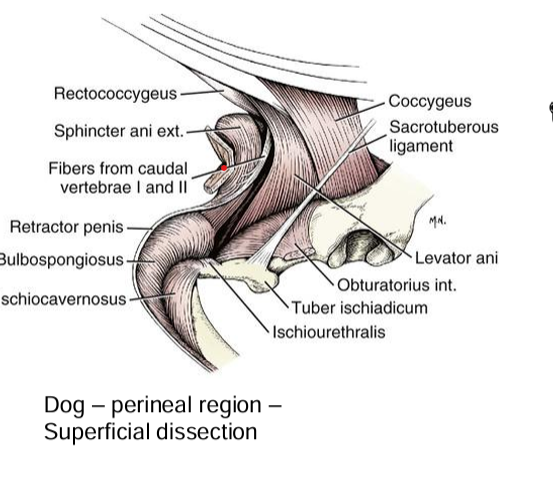 <ul><li><p>formed by<strong> levator ani and coccygeus muscles</strong></p></li><li><p>arranged as a cradle around the anus and retains the organs in the pelvis</p></li><li><p>levator ani and coccygeus muscle</p></li></ul><p></p>