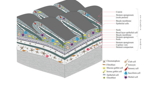 <p>Evolution of the Tetrapod Integument Derived Condition Non-amniote &amp; amniote tetrapods</p>