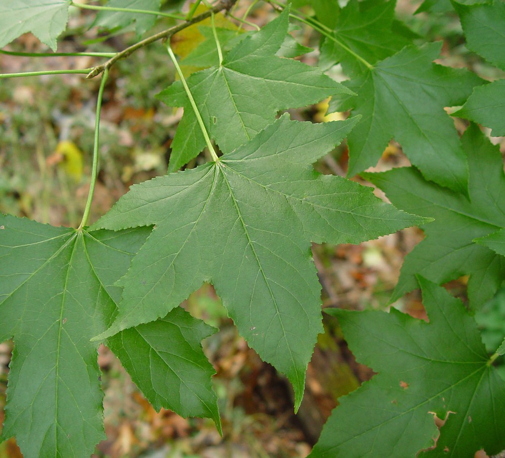 <p>Large deciduous tree with a straight trunk and pyramidal crown, deeply furrowed with corky ridges. Young twigs are often winged with corky projections. Alternate, glossy, star-shaped leaves with 5-7 sharply pointed lobes; typically 4-7” wide. Crushed leaves are aromatic and resinous. </p>