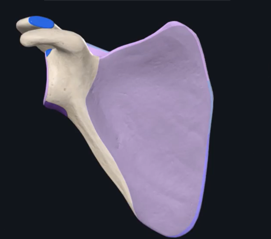 <p>what is this following bone?</p>