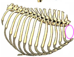 <p>dorsally- thoracic vertebrae</p><p>laterally- ribs and intercostal mm.</p><p>ventrally- sternum</p><p>caudally- thoracic outlet</p><p>cranially- thoracic inlet</p>