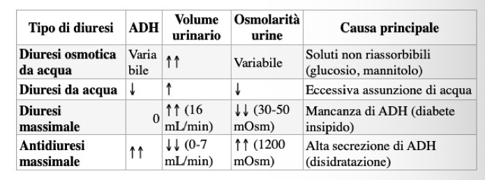 <p><span>• </span><strong><span>Dotto collettore e ADH (Antidiuretico):</span></strong></p><p><span>• Carenza di acqua: L'ADH aumenta permeabilità del collettore all'acqua → riassorbimento → urine concentrate (fino a 1200 mOsm/L). Flusso 0.7 mL/min.</span></p><p><span>• Abbondanza di acqua: ADH assente → impermeabile all'acqua → urine diluite (50-100 mOsm/L).</span></p><p><span>• </span><strong><span>Dissipazione iperosmolarità midollare:</span></strong></p><p><span>• Aumento perfusione sanguigna: Soluti "lavati via" più velocemente.</span></p><p><span>• Eccesso di acqua nell'interstizio: Diluisce la midollare. Succede in 3 casi:</span></p><p><span>1. </span><strong><span>Diuresi osmotica:</span></strong><span> (es. glucosio nel diabete o mannitolo). Soluti non riassorbiti trattengono acqua nel tubulo. Più acqua arriva all'ansa, fuoriesce e diluisce l'interstizio.</span></p><p><span>2. </span><strong><span>Diuresi da acqua:</span></strong><span> Eccesso apporto acqua abbassa osmolarità plasmatica → inibisce ADH. Urina molto diluita. Iperosmolarità si riduce leggermente (piccole quantità di acqua riassorbite nel dotto profondo).</span></p><p><span>3. </span><strong><span>Diuresi massimale da acqua:</span></strong><span> Estrema. ADH completamente assente. Si produce urina enormemente diluita (fino a 16 mL/min, 30-50 mOsm/L). Tantissima acqua arriva all'ansa, trasferita all'interstizio e diluisce moltissimo la midollare.</span></p>
