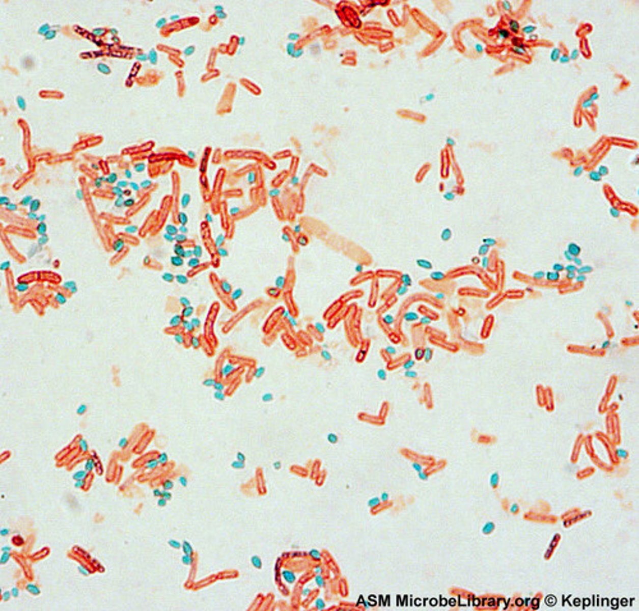 <p>spores, vegetative</p>