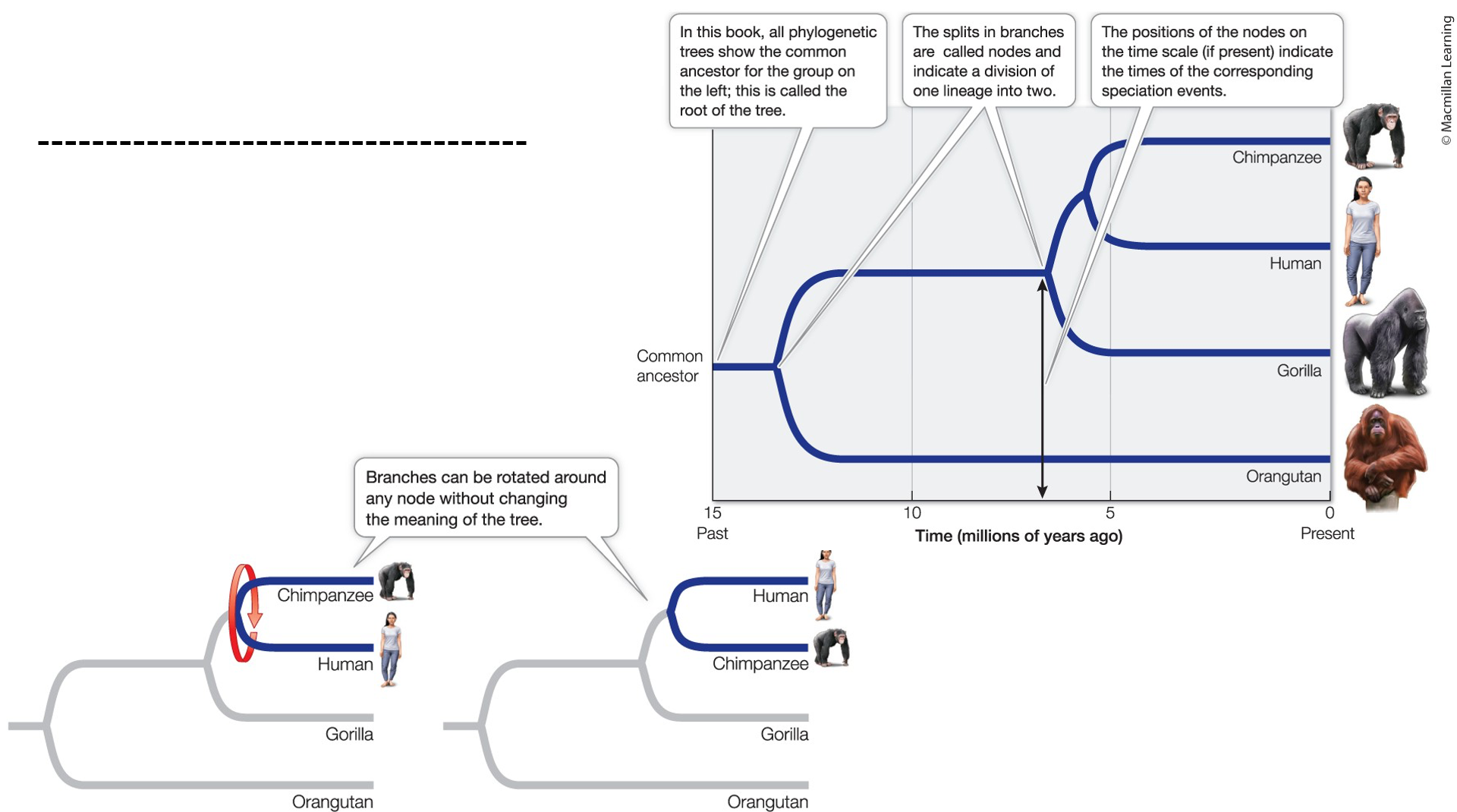 <ul><li><p><strong>DOES MATTER</strong></p><ul><li><p>Order of nodes</p></li><li><p>Branch Length represents time (longer branches=longer time)</p></li></ul></li><li><p><strong>DOES NOT MATTER</strong></p></li><li><p><span>The vertical distance between branches is irrelevant </span></p><ul><li><p><span>No connection to the relationship among groups</span></p></li></ul></li><li><p><span>The order of <em>neighboring </em>branches (i.e., chimp and human) d</span></p></li></ul><p></p>