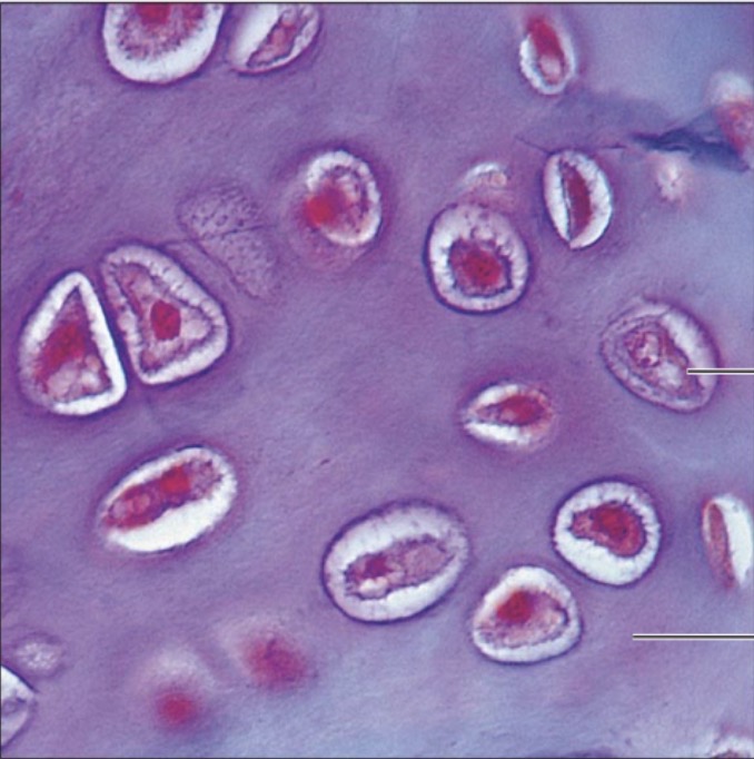<p>what is the name of this tissue?</p>
