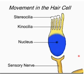 <ul><li><p>based on bending of hair cells</p></li></ul><p></p><p>USE → </p><ul><li><p>stereocilia + kinocilia vertical = AP steady </p></li><li><p>stereocilia bend → kinocilia = INC AP frequency</p></li><li><p>stereocilia bend ← kinocilia = DEC AP frequency</p></li></ul><p></p><p>ANATOMY → </p><ul><li><p>stereocilia = shorter hair</p></li><li><p>kinocilia = 1 long hair </p></li><li><p>stereocilia + kinocilia connect to cell body at base in nucleus </p></li><li><p>nucleus connected to sensory nerve</p></li></ul><p></p>