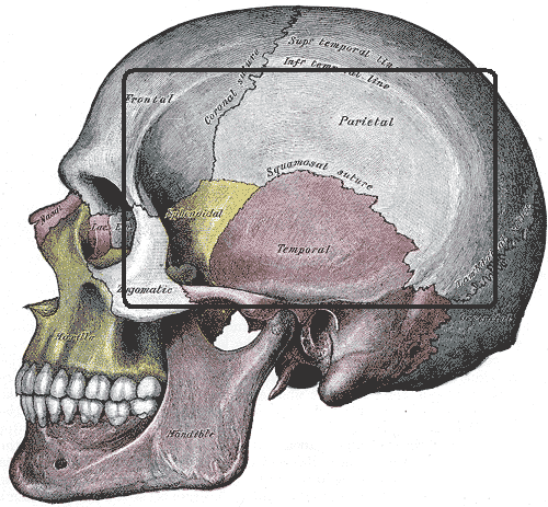 <p>Shallow depression in bone surface</p>