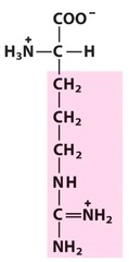 <p>Positively charged R groups</p>