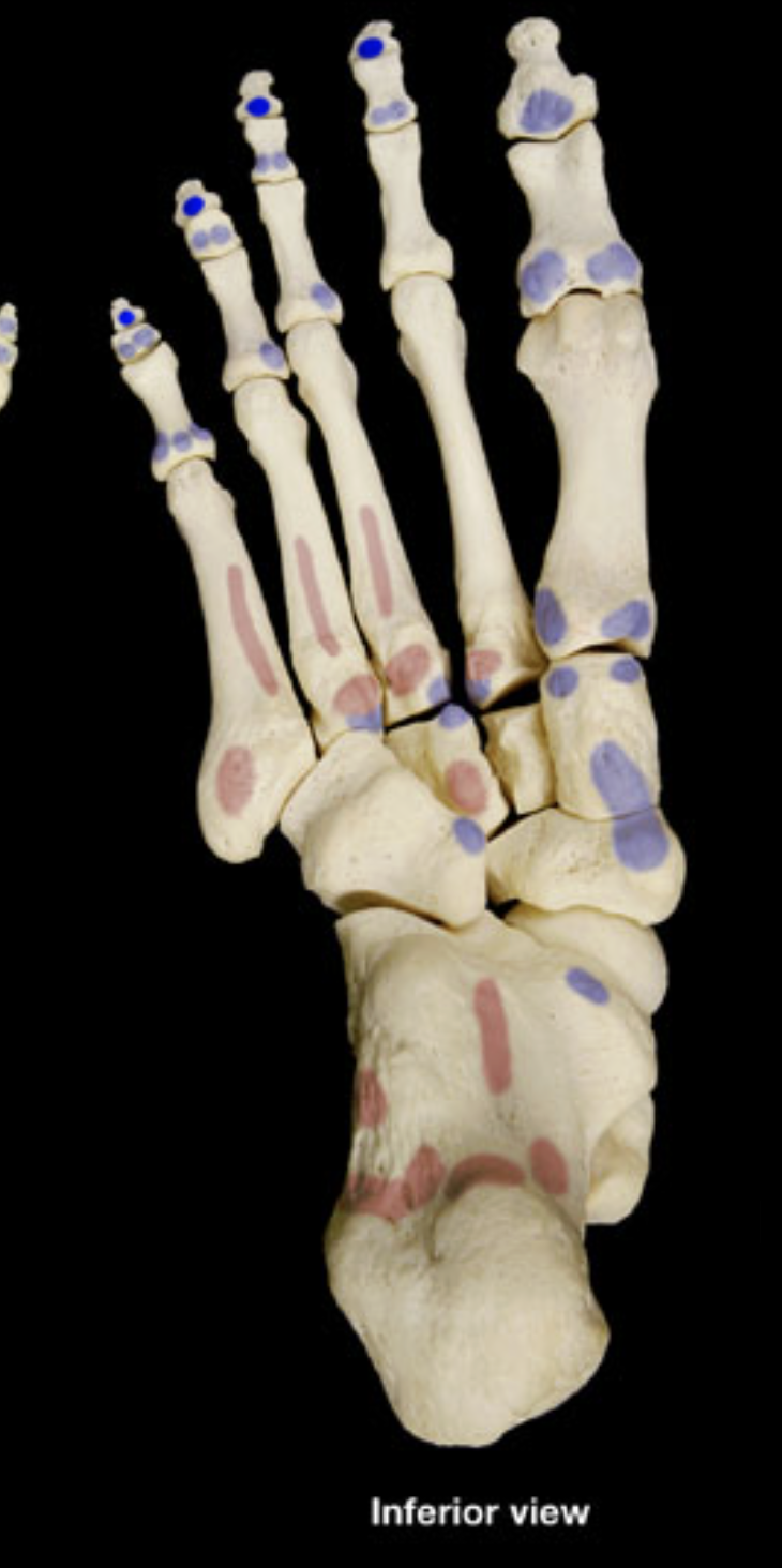 <p>distal phalanges of digits 2-5</p>