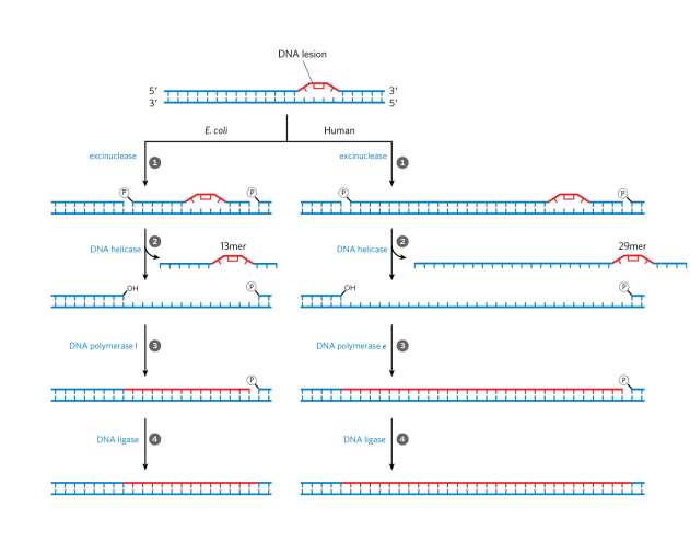<p>uses excinuclease which is a multisubunit enzyme that hydrolyzes 2 phosphodiester bonds, one on either side of the distortion. DNA helicase then unzips double stranded DNA between the 2 nicks. Then, DNA pol I (E. coli) or DNA pol ε (epsilon bc we use 2 polymerases, one for lagging and one for leading) (humans) fills the gap and DNA ligase seals the nick (energy needed).</p>