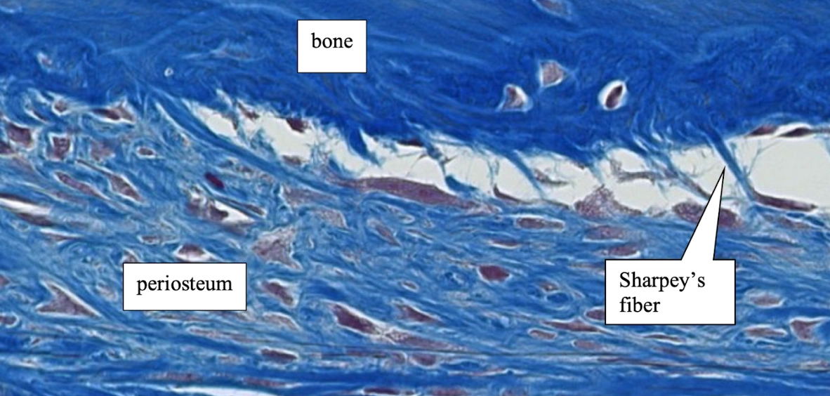 <p>Look for bundles of type I collagen extending from the fibrous periosteum into the outer circumferential bone layer.</p>
