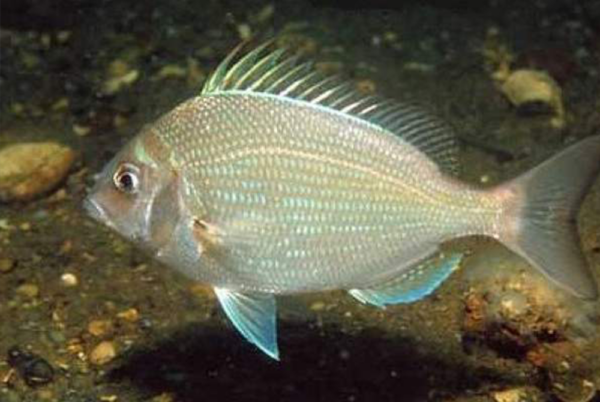<p><strong><em><u>idk most general white silver classic fish</u></em></strong></p><p><span style="background-color: transparent;"><em>sometimes </em>have bars </span></p><p><span style="background-color: transparent;">Side is ovally, laterally compressedm </span><strong>Pointed pectoral fins, Forked caudal tail, silver, small lips, laterally compressed round</strong></p><p></p><ul><li><p></p></li><li><p><strong>General:</strong> Deep-bodied, silvery porgy with a small mouth and distinctive incisor-like front teeth, common in coastal New England waters.</p></li><li><p><strong>Size:</strong> Avg. adult <strong>20–30 cm (8–12 in; 0.7–1.0 ft)</strong>, <strong>0.2–0.8 kg (0.4–1.8 lb)</strong>;</p><ul><li><p>large adults commonly reach (12–16 in; 1.0–1.3 ft) and (2.2–4.4 lb).</p></li></ul></li><li><p><strong>Key IDs:</strong></p><ul><li><p><strong>Deep, laterally compressed, round body</strong></p></li><li><p><strong>Strong incisor-like front teeth</strong> (visible when mouth is slightly open).</p></li><li><p><strong>Silvery-gray body with faint vertical bars</strong> (often subtle in photos).</p></li><li><p>Long dorsal fin with strong anterior spines.</p></li><li><p><strong>Pointed pectoral fins, Forked caudal tail</strong></p></li><li><p>Small terminal mouth; <strong>thin lips</strong></p></li></ul></li><li><p><strong>Memory cue:</strong> <strong>forked caudal, pointed pectoral, small lips, incisor teeth</strong></p></li></ul><p></p>
