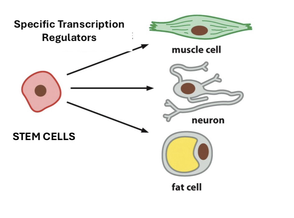 <p>how does cell differentiation happen? </p>