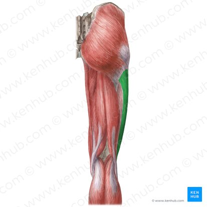 <p>What fascial / tendinosus structure of Thigh / knee?</p>