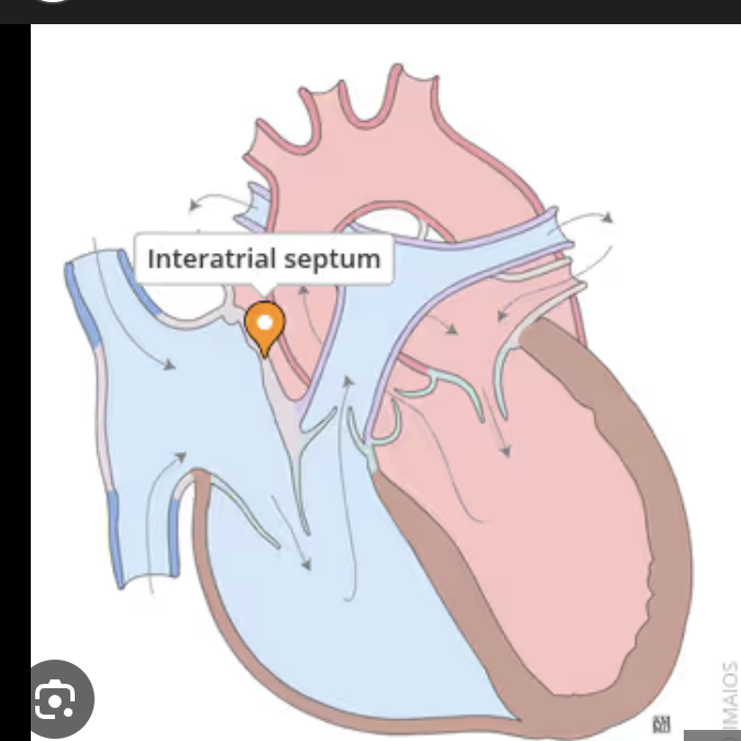 <p>Internal Anatomy - Right atrium</p>