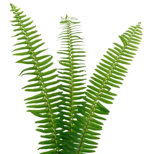 <p>Sword Fern</p>