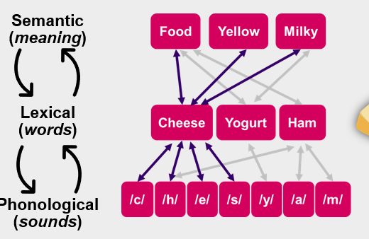 <p>A theory suggesting that processing occurs in parallel at different levels (semantic, lexical, phonological).</p><ul><li><p>Categorical rules: impose constraints on items/categories that are acceptable at each level</p></li><li><p>Insertion rules: select items to be spoken, most highly activated nodes selected</p></li></ul><p>→ processing occurs in parallel at different levels</p>