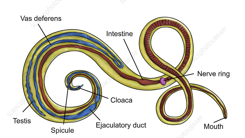 <p>Trichuris trichiura Male Anatomy </p>