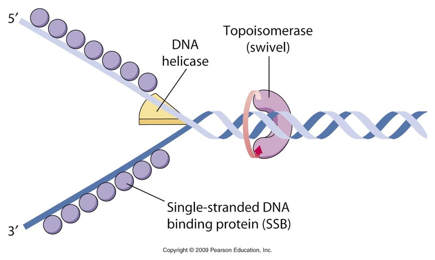 <p>corrects "overwinding" ahead of replication forks by breaking, swiveling, and rejoining DNA strands. Without them, DNA would break at random locations and cause errors.</p>
