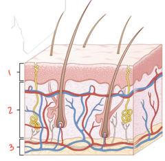 <p>What layer is labeled 3?</p>